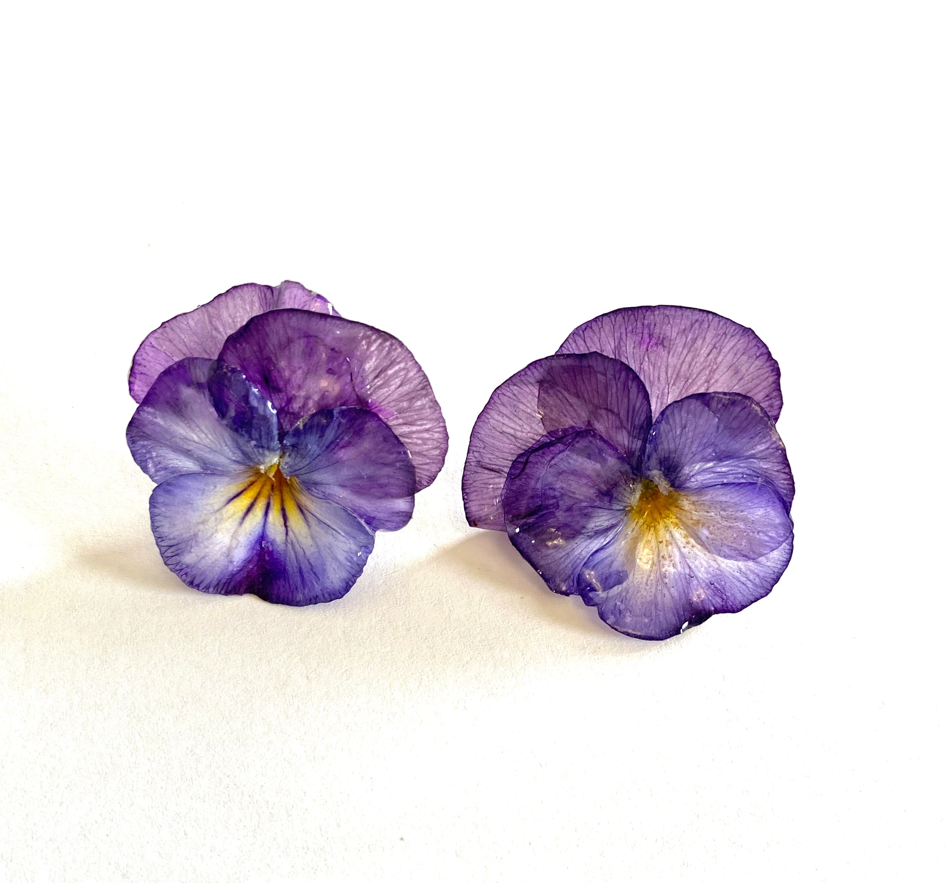 Cercei din panselute (Viola × wittrockiana)