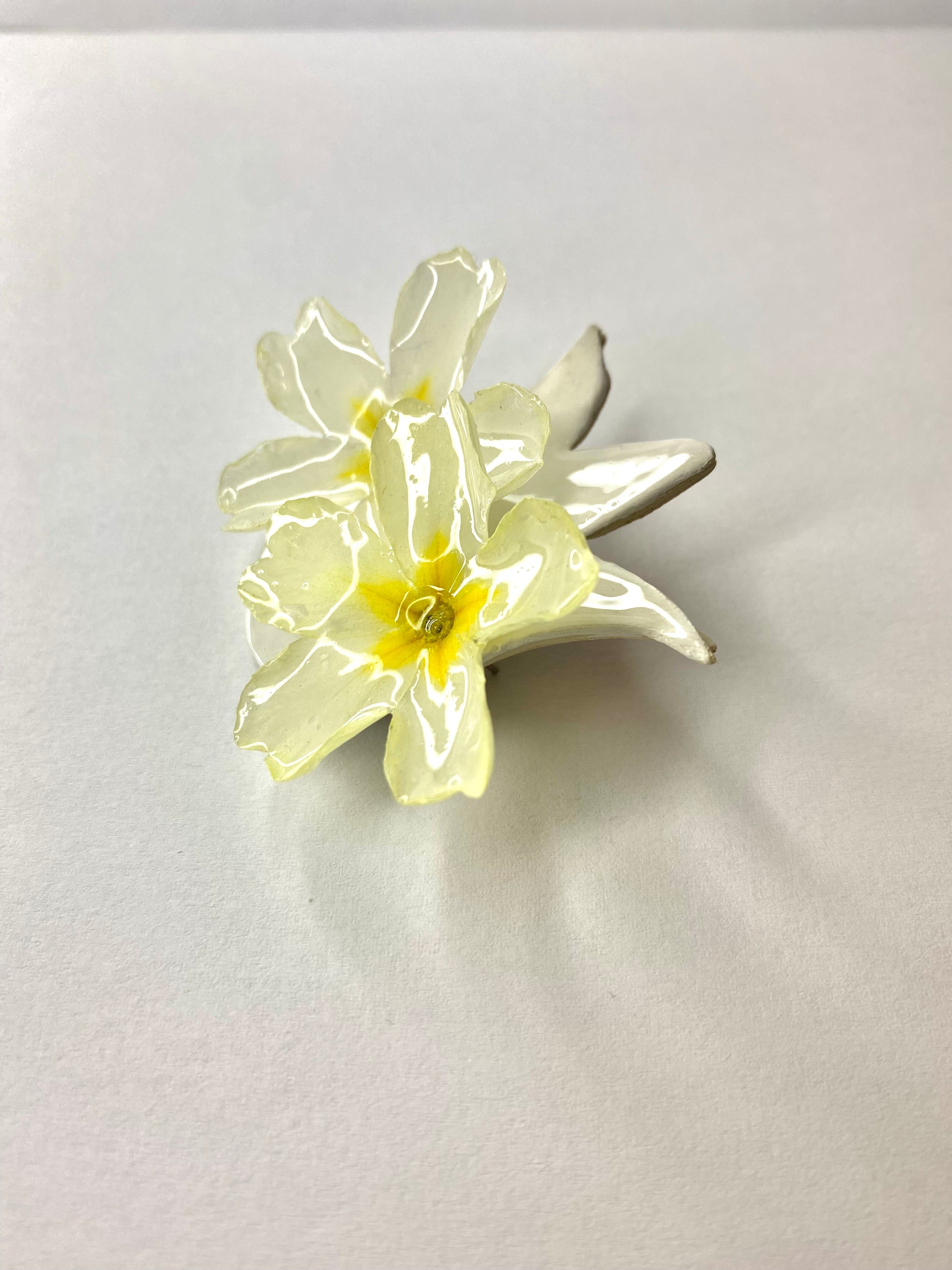 Cercei din primule (Primula vulgaris)