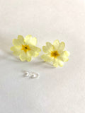 Cercei din primule (Primula vulgaris)