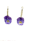 Cercei din panselute (Viola × wittrockiana)