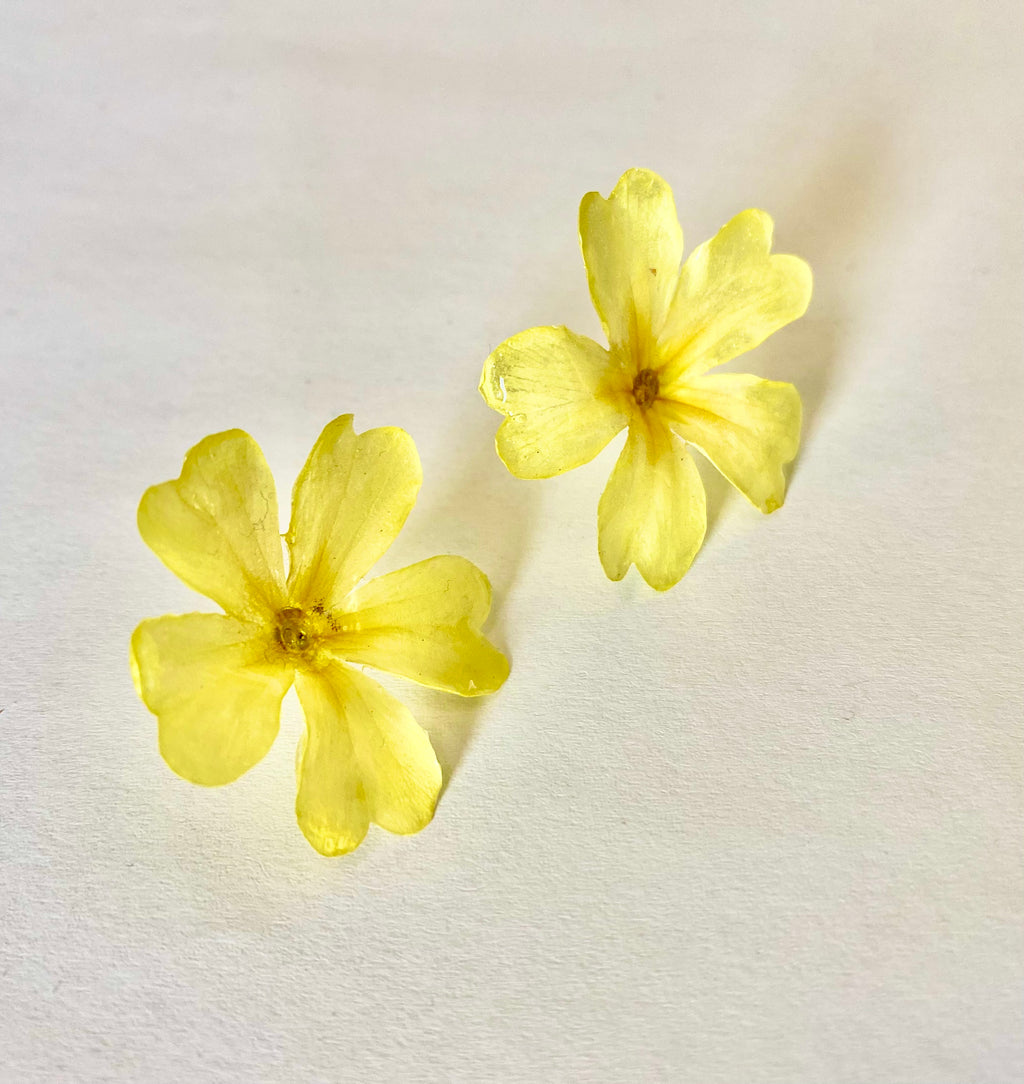 Cercei din primule (Primula vulgaris)
