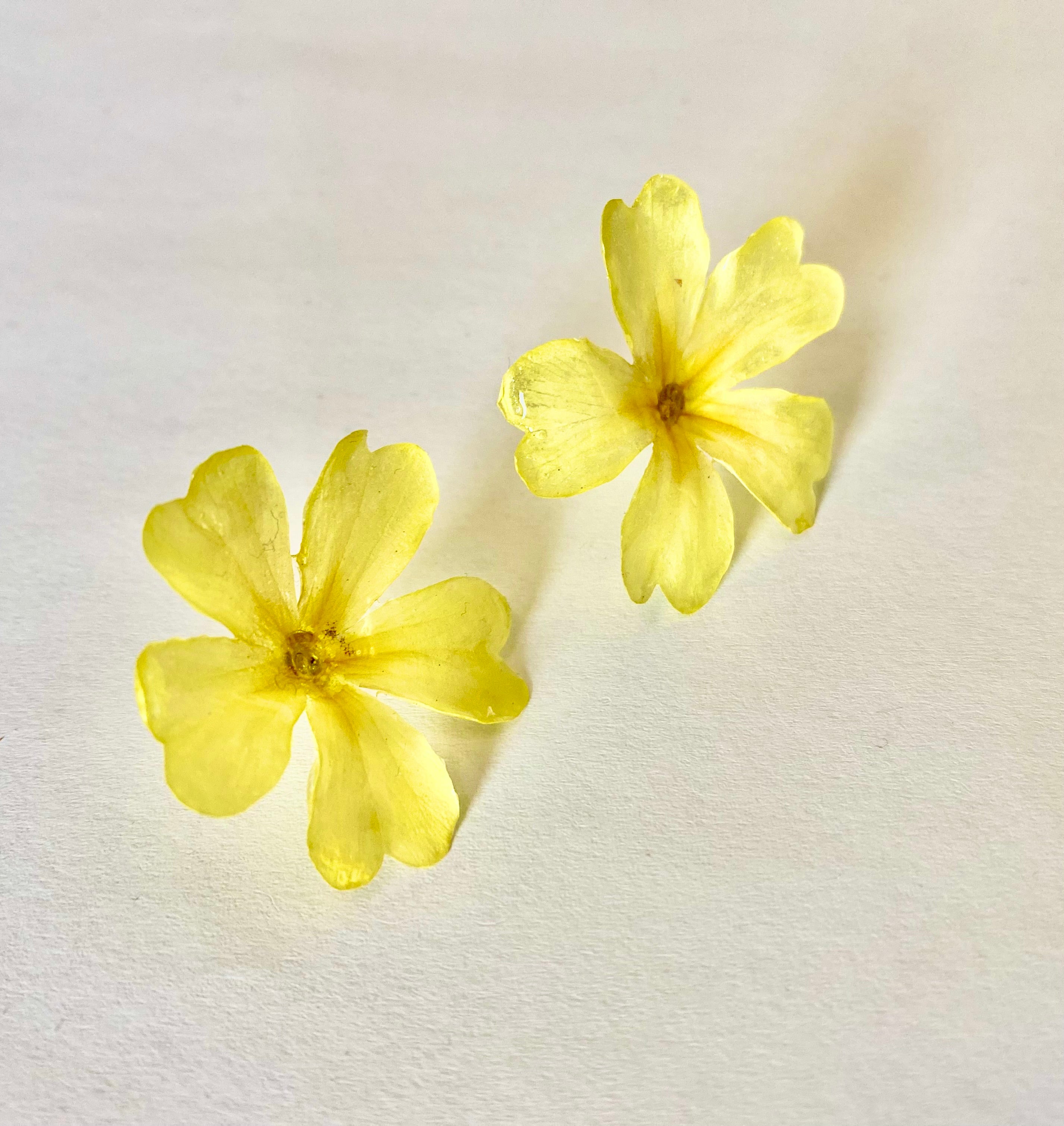 Cercei din primule (Primula vulgaris)