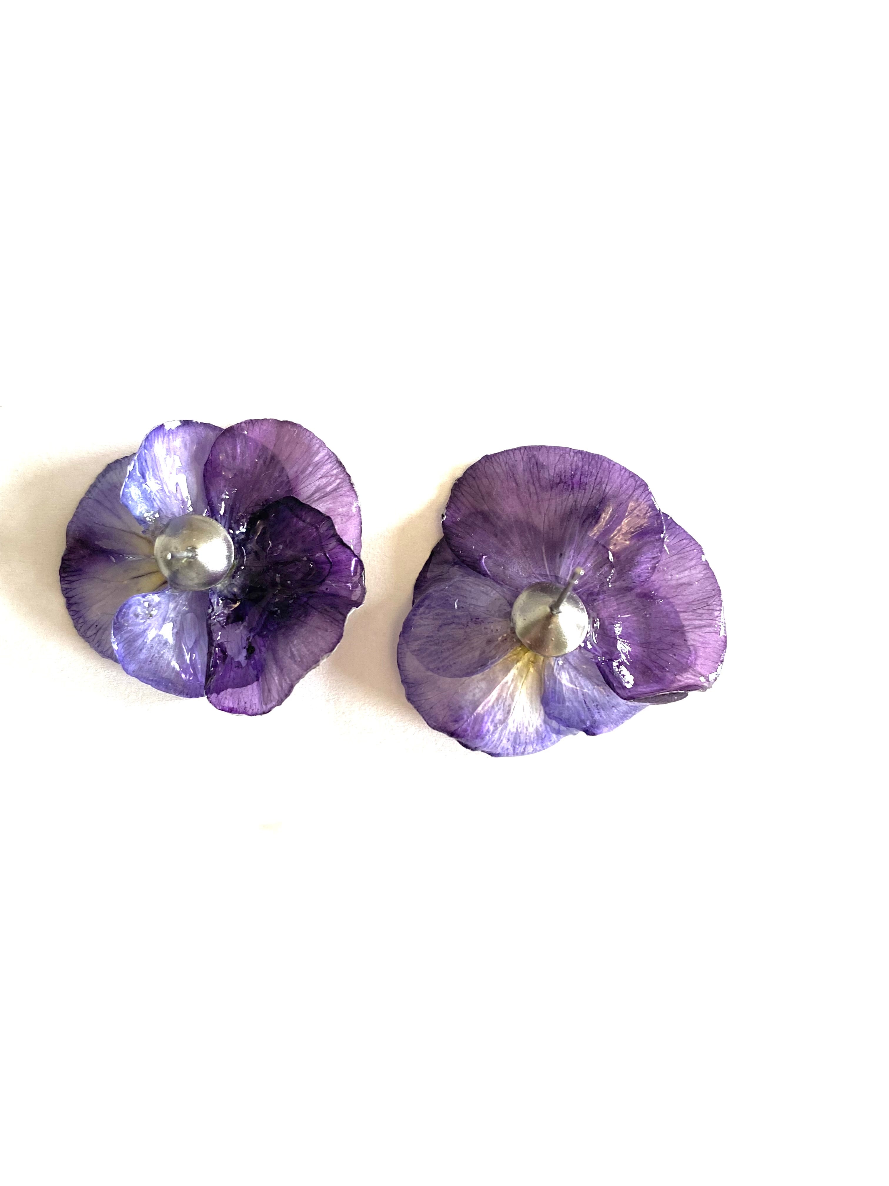 Cercei din panselute (Viola × wittrockiana)