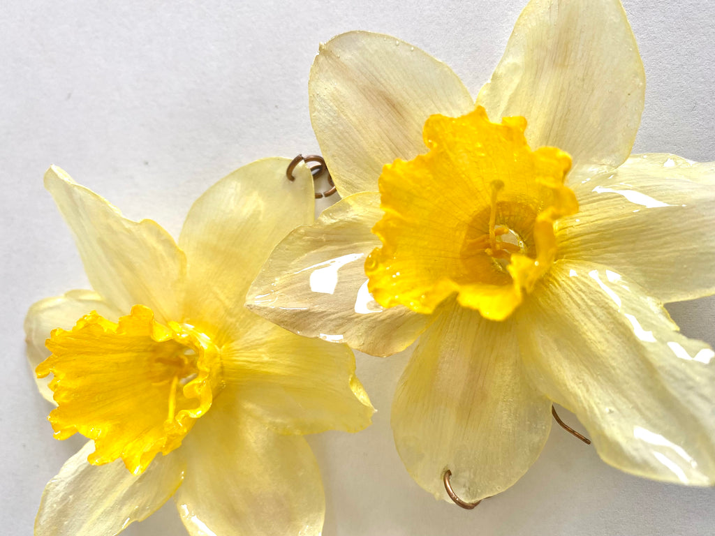 Cercei din narcise (Narcissus pseudonarcissus)