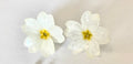 Cercei din primule (Primula vulgaris)