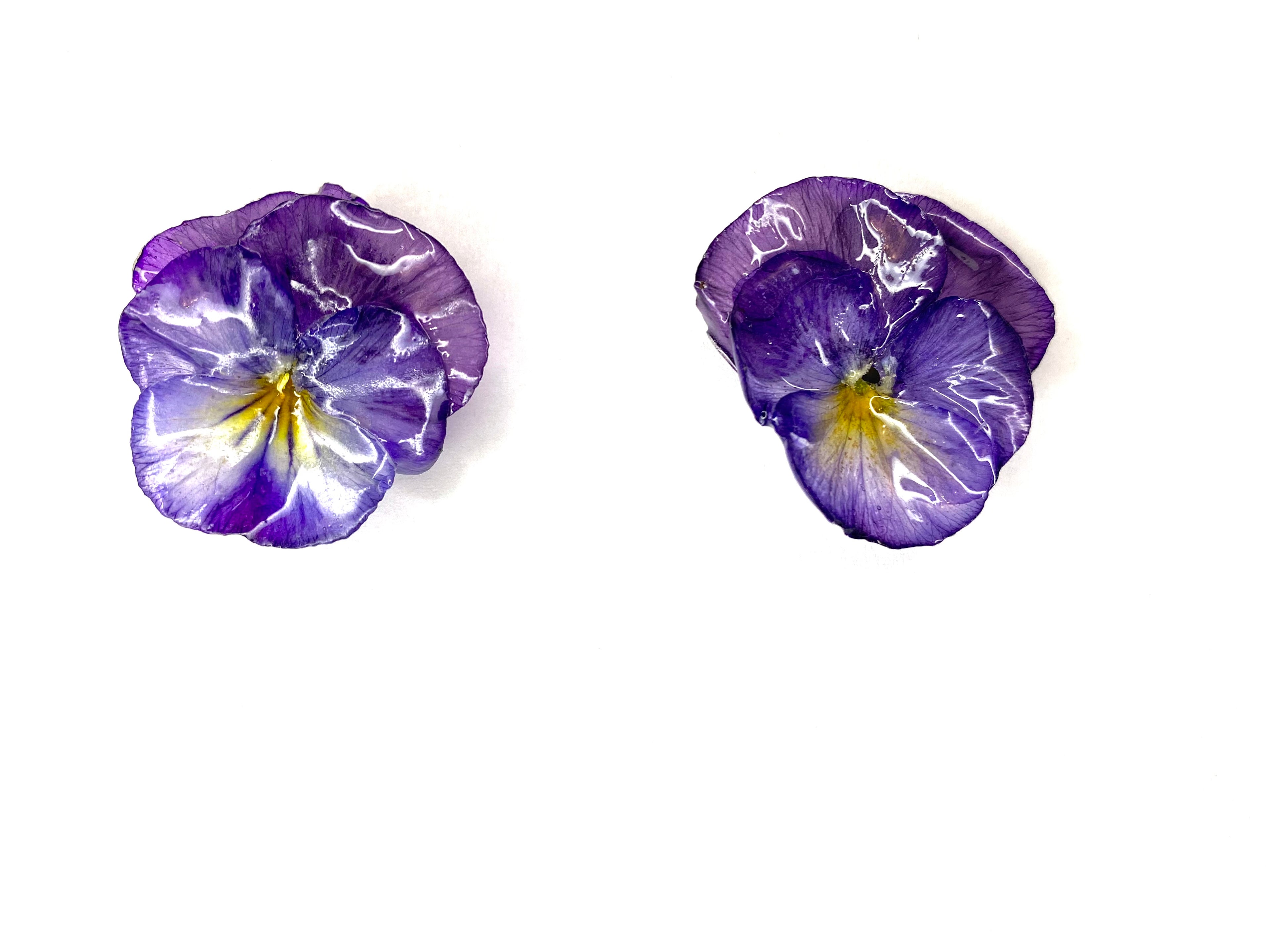 Cercei din panselute (Viola × wittrockiana)