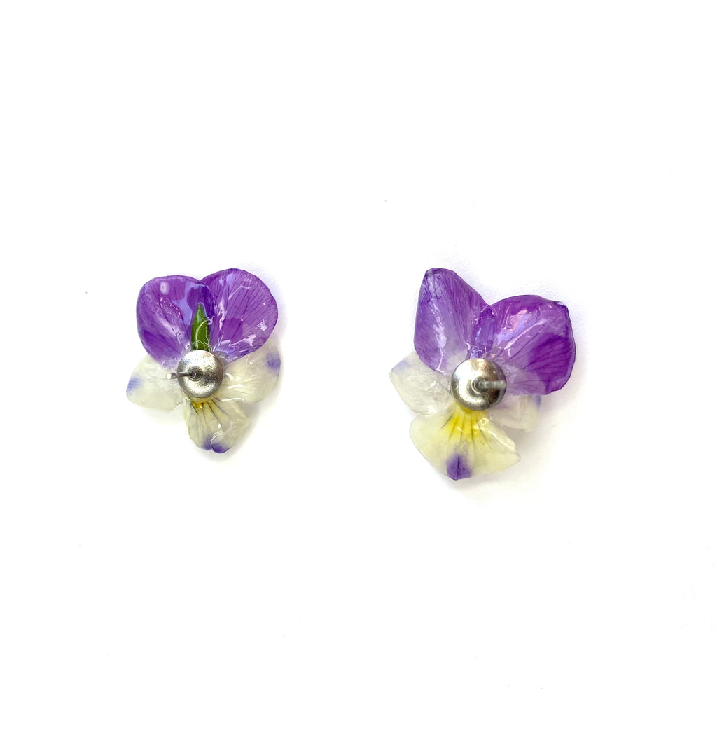 Cercei din panselute (Viola × wittrockiana)